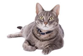 You are welcome to fill out our online adoption form and if you are approved, we will call you to set up an appointment to come and get. How Much Does It Cost To Adopt A Cat Cat Adoption Fee