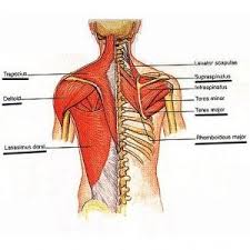 Muscles, ligaments, and tendons all. Kundalini Yoga For Tight Shoulders Back Muscles Kundalini Yoga Big Muscles