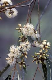 Image result for Eucalyptus tereticornis