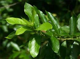 Image result for Combretum erythrophyllum