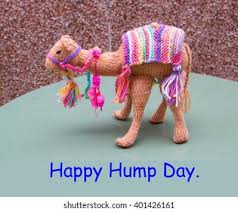 Happy giggles karma, you n that hump day camel travel all over, that's so cool. Knitted Camel Saying Happy Hump Day Stock Photo Edit Now 401426161