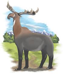 Image result for Landolphia robustior