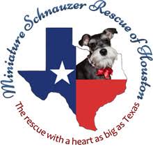 We welcome you to our site, which includes miniature schnauzer breed information as well as information to learn more about us. Pets For Adoption At Miniature Schnauzer Rescue Of Houston In Houston Tx Petfinder
