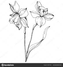 Download Vector Narcissus Flowers Illustration Isolated On White Black And White Engraved Ink Art In 2020 Flower Illustration Narcissus Flower Botanical Flowers