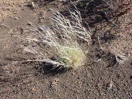 Image result for Stipagrostis