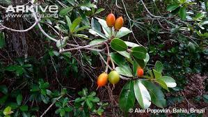 Image result for Manilkara