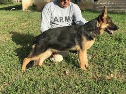 These german shepherd puppies located in texas come from different cities, including, weslaco, waxahachie, troy, spring, smithville, scurry, santa fe, santa anna, san antonio, royse city, rockwall ghost de panait ghost and galen for sale. German Shepherd Puppies For Sale San Antonio Tx 255166