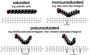 Image result for Fatty Acid