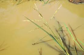 Image result for Oryza longistaminata