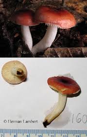 Image result for Russula perlactea