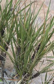 Image result for Xerophyta pauciramosa