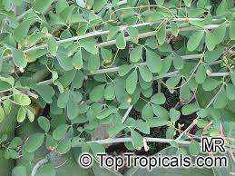 Image result for Adenia fruticosa