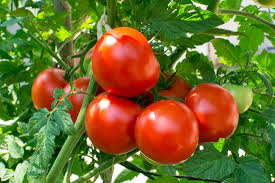 tomatoes planting growing and harvesting tomatoes the