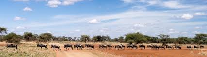 Best Time To Visit Serengeti Climate Chart And Table
