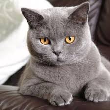 Pin By Lulu532 On Cute Cats Cats Cute Cats And Kittens Chartreux Cat