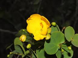 Image result for Chamaecrista wittei