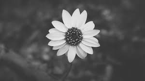 White Aesthetic Plants Wallpapers Top Free White Aesthetic Plants Backgrounds Wallpaperaccess