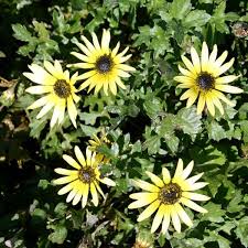 Here are nine common lawn weeds that most homeowners eventually have to deal with. Capeweed Weed File