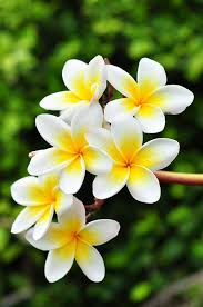 More images for beautiful white flowers images » Beautiful White Flowers