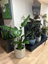 Image result for Strelitzia nicolai