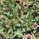 Image result for Indigofera schimperi
