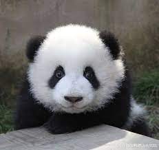 如何评价熊猫萌兰 萌三蛋 ฅ w ฅ 知乎 cute panda baby baby panda bears baby panda
