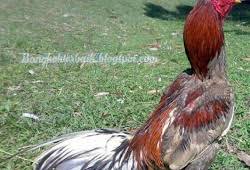 Bentuk kaki ayam yang mempunyai pukulan keras harus terlihat menekuk dan bukan lurus/sejajar dengan paha. Mengenal Ciri Fisik Ayam Bangkok Pukul Syaraf Bangkokterbaik