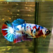 Female Plakat Tail Snow White Betta Fish In 2020 Betta Fish Types Betta Betta Fish