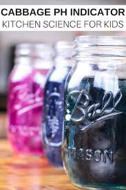 This is great for kids of all ages. Cabbage Science Experiment For Kids Chemistry Making Ph Indicator