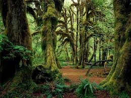 Download and use 3,000+ rainforest stock photos for free. 110 Old Growth Forest Backgrounds Hd Download Free Wallpapers