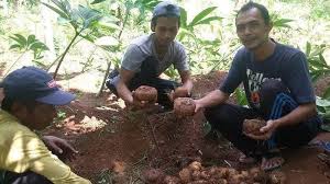 Fkub jambi ajak seluruh umat beragama sukseskan vaksinasi. Tanaman Porang Jadi Harapan Warga Cikatomas Di Masa Pandemi Covid 19 Harga Biji Bunganya Selangit Pos Belitung