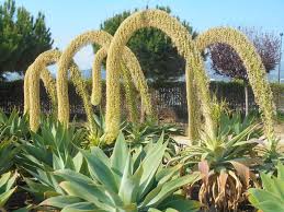 Le Globe De David Les Homme Sont Tres Jalouse Et Pour Ca Ils Vont De