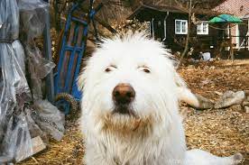 Check spelling or type a new query. Sapsal Gae Explore Tumblr Posts And Blogs Tumgir