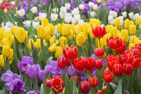 Tulip Flower Meaning Flower Meaning