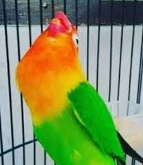 <p>yang ingi tahu bagaiman cara memilih atau membeli anakan lovebird berkualitas yang bisa gacor dan bersuara ngekek panjang, silahkan anda baca saja disini. Inilah Ciri Lovebird Fighter Serta Perawatan Harian Dan Lomba