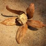 Image result for Monotes engleri