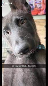 900 German Shepherd Funny Part 4 Ideas In 2021 German Shepherd Funny German Shepherd Shepherd