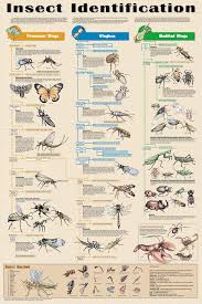 Insect Identification Poster Science Posters Pictures Prints Insectes De Jardin Classification Des Animaux Animaux