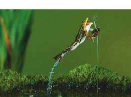 Overview of animal and plant cells. Https Www Pearsonhighered Com Assets Preface 0 1 3 5 0135855837 Pdf