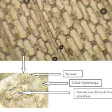 Image result for Cenchrus biflorus