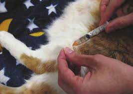 The tumors are rare, occurring in 1 in 1,000 to 1 in 10,000 cats. Https Epub Ub Uni Muenchen De 23815 1 Oa 23815 Pdf