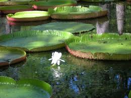Voyage à l' ile maurice, reportage sur le jardin botanique de pamplemousses, informations et photos. Jardin De Pamplemousses Port Louis Ile Maurice Ma Famille En Voyage