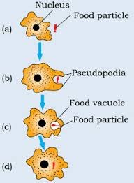 Class 10 Board Exam Important Diagrams Biology Shiksha