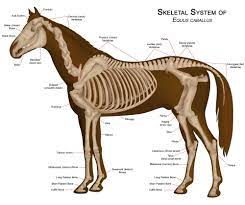 Detailed horse skeletal anatomy game to aid revision. 7 Facts About Your Horse S Skeleton Horse Illustrated