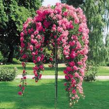 Roses Hello Hello Rose Trees Plants Beautiful Gardens