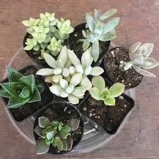 Check spelling or type a new query. Indoor Succulent Garden 7 Steps With Pictures Instructables