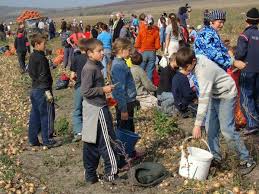 Sindicatele Contestă Exploatarea Copiilor Prin Muncă Cnsm