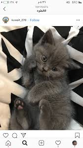 Pin By Sadem On صوره Animals Cats