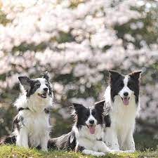 Border collie puppies for adoption victoria. Belberanventure Home Facebook