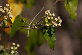 Image result for Pentarrhinum insipidum